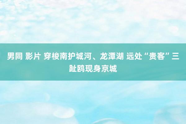 男同 影片 穿梭南护城河、龙潭湖 远处“贵客”三趾鸥现身京城